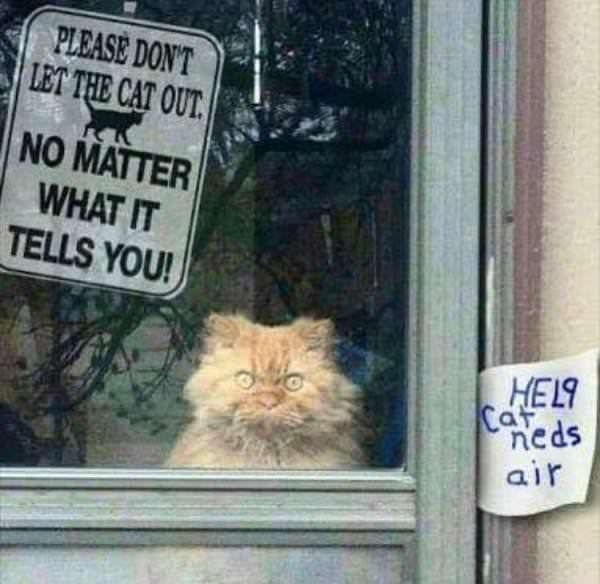Don't let the cat out! - meme