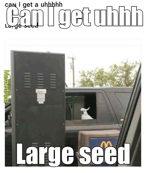 Cani get uhhh large seed - meme