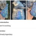 Legendary kitti