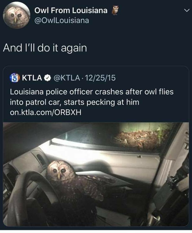 Owl from Louisiana ಥ‿ಥ - meme