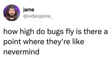 Fly high - meme