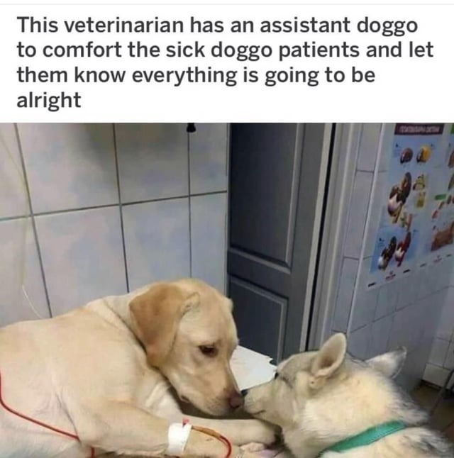 Wholesome vet doggo - meme