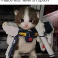 War cat meme