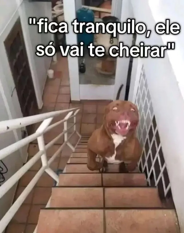 Cachorro fia da pu - meme