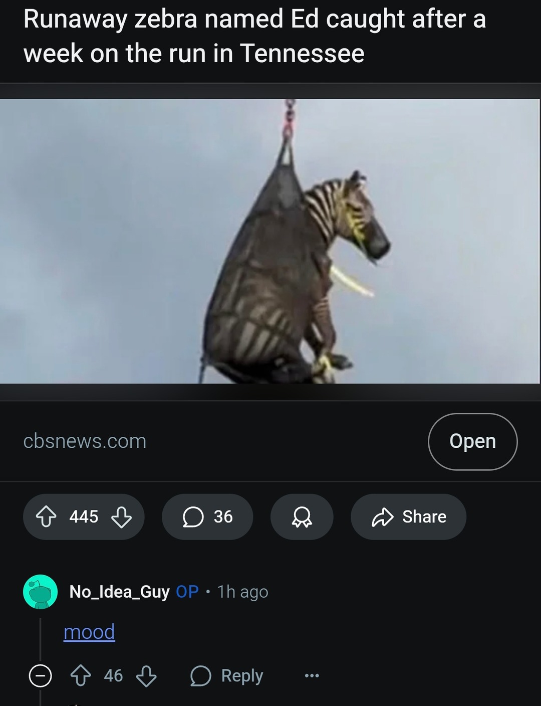 Zebra named Ed caught after wild week in Tennessee - meme