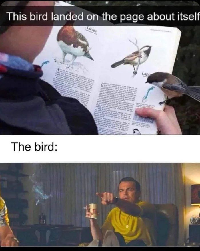 Bird - meme