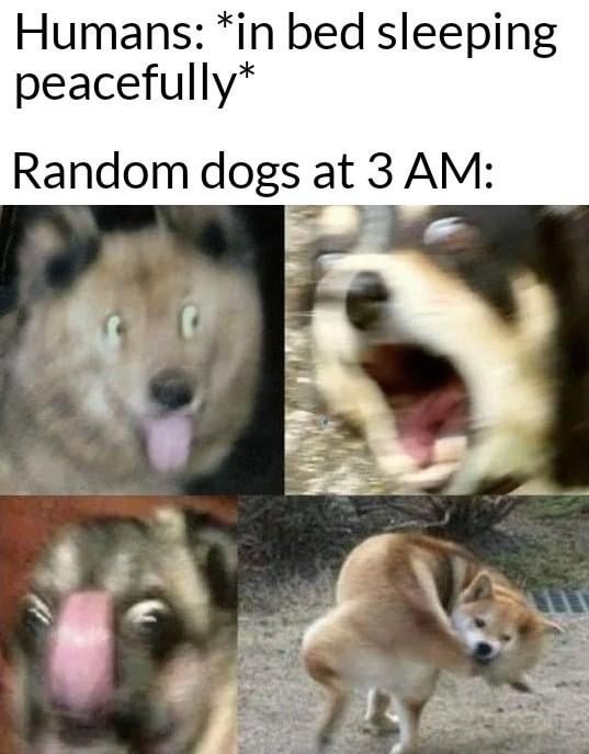 Random dogs at 3 am - meme
