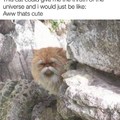 Wise cat meme