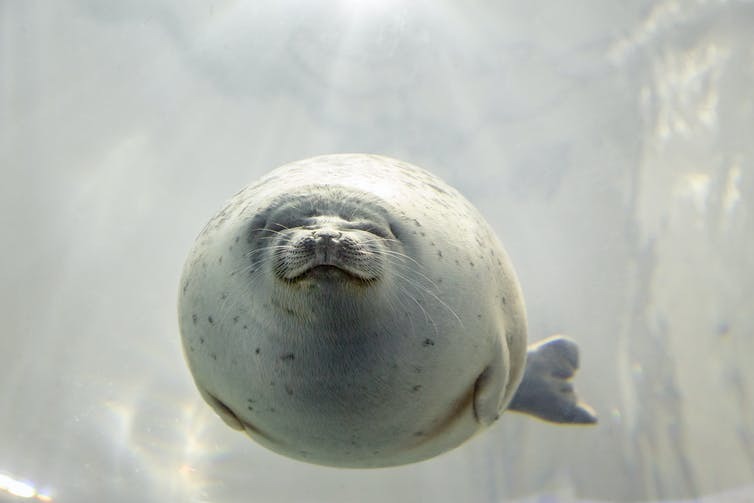 Foca guatona - meme