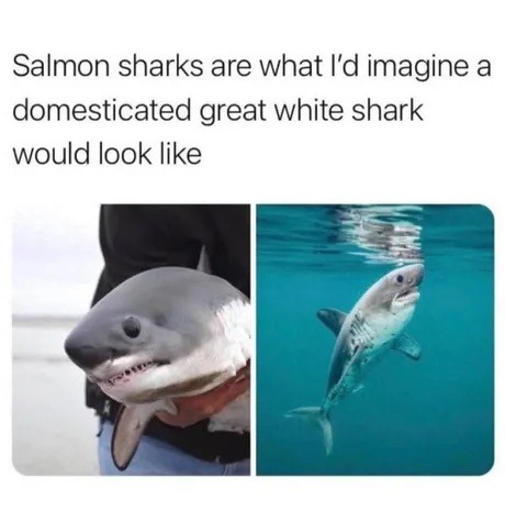 Salmon shark looks like Great White on chill mode - meme