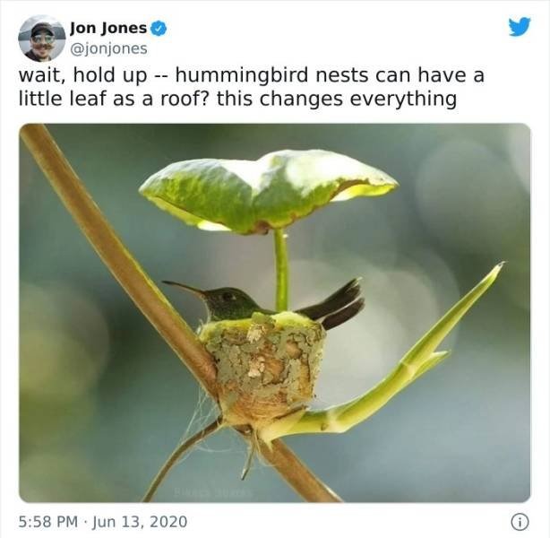 Hipster Hummingbird - meme