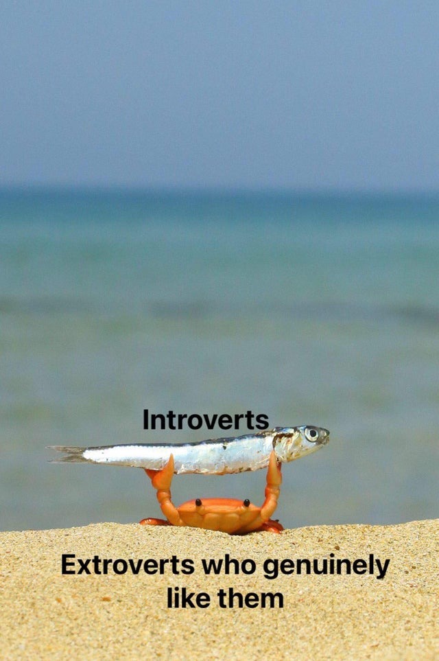 extroverts and introverts relationship - meme