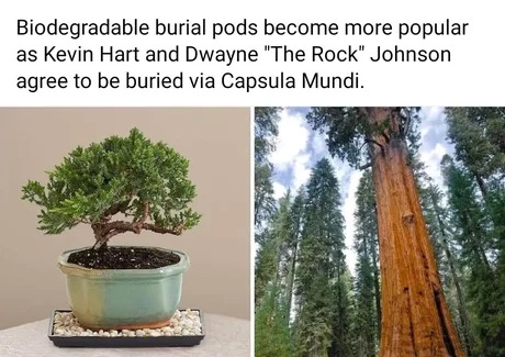 Biodegradable burial pods - meme