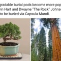 Biodegradable burial pods