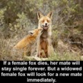 Fox relationships
