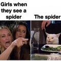 the poor spider