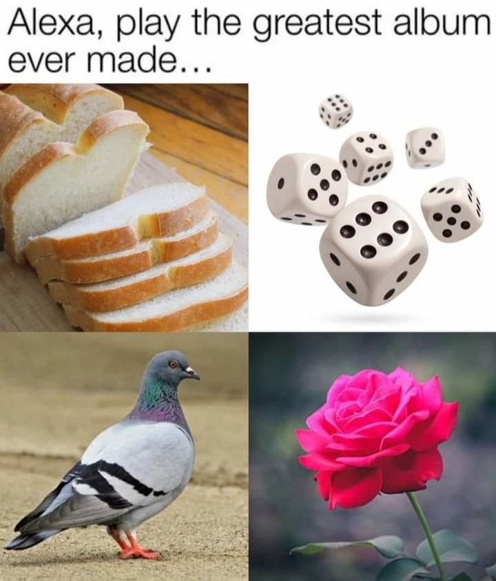 Am a bird - meme