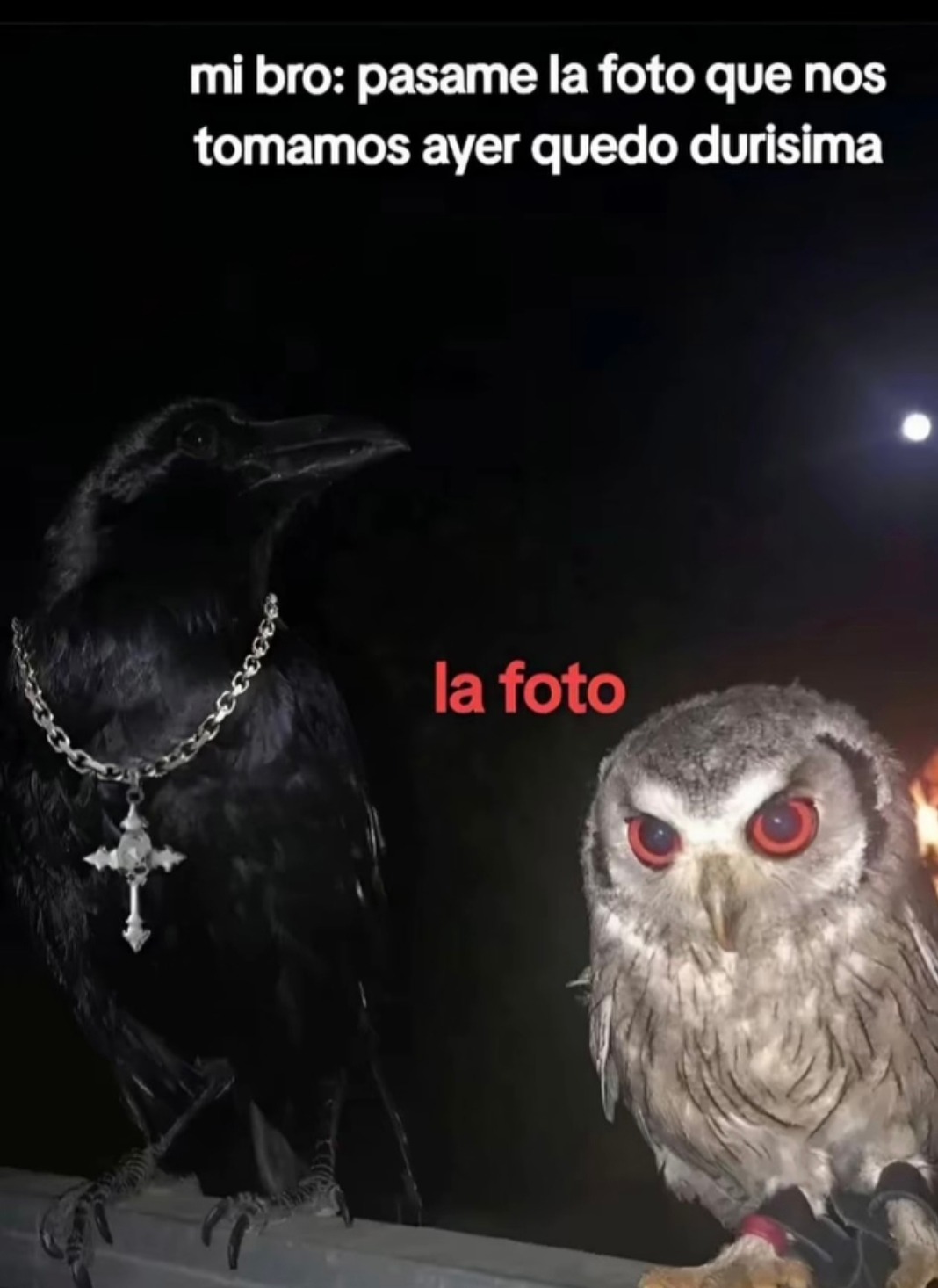 Mi bro: pásame la foto. La foto: un meme viviente