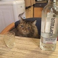 Vodka cat