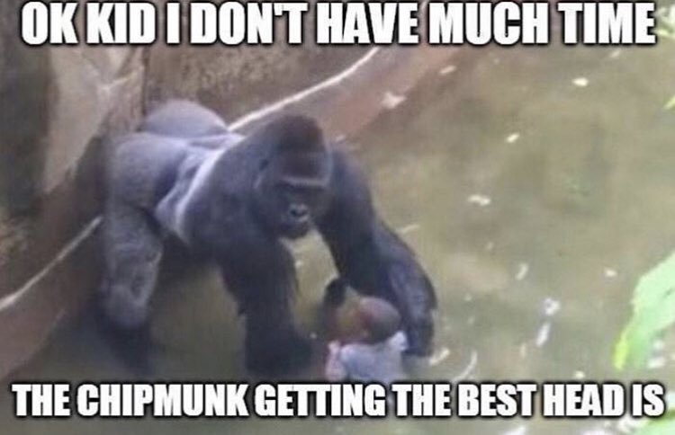 The real reason funny monkey died - meme