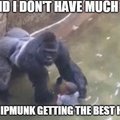 The real reason funny monkey died