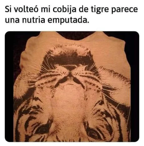 de tigre a nutria - meme