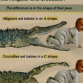 croc or alligator