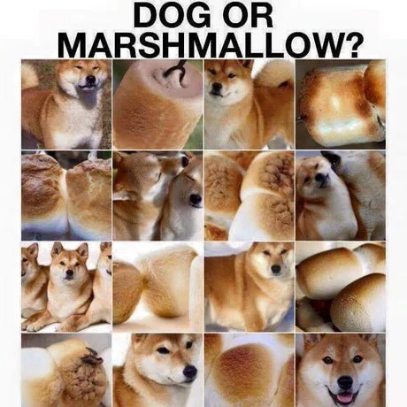 Dog or marshmallow - meme