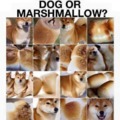 Dog or marshmallow