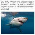 Great white