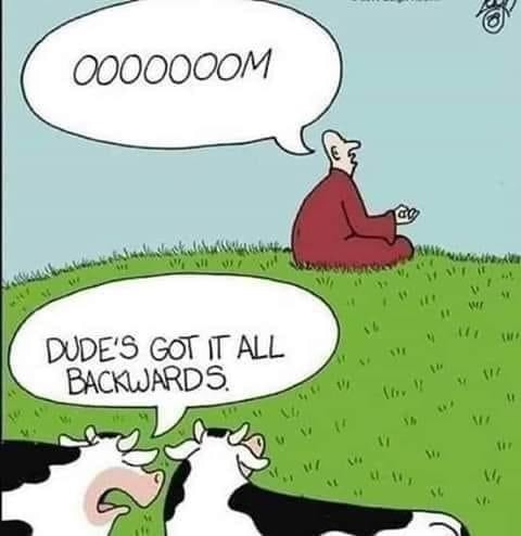 The almighty cow wisdom - meme