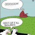 The almighty cow wisdom