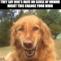 Laughing dog meme