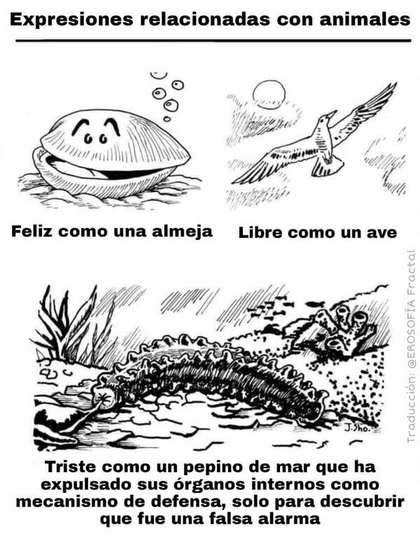Triste como un pepino de mar que se autodestruyó por error - meme