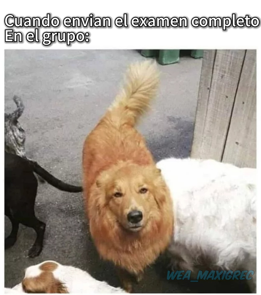 Cuando Envian El Examen Completo En El Grupo: - meme