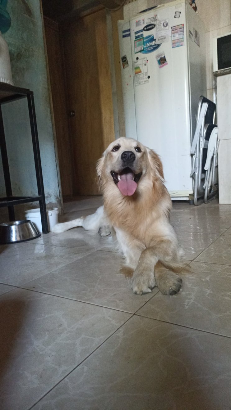 Perro elegante - meme