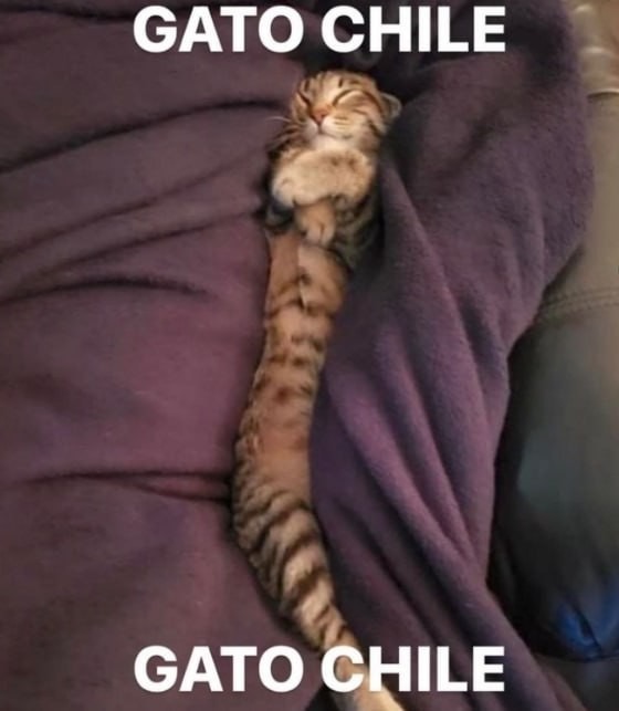 Gato chile intensifica su presencia nacional - meme