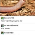 Happy worm noy