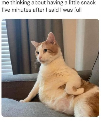 Fat cat thinking - meme
