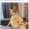 Fat cat thinking