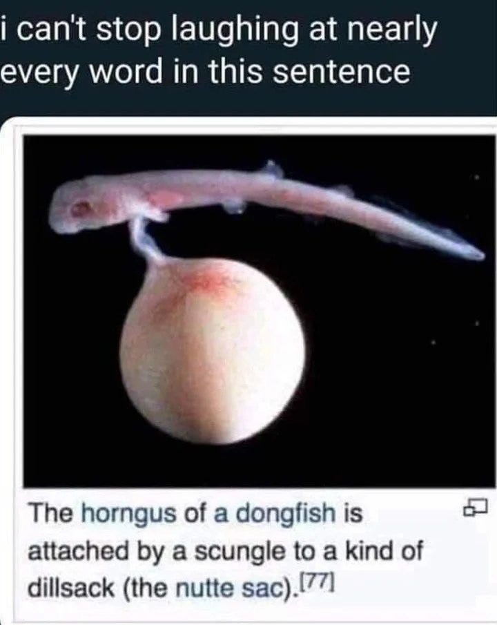 dongfish - meme