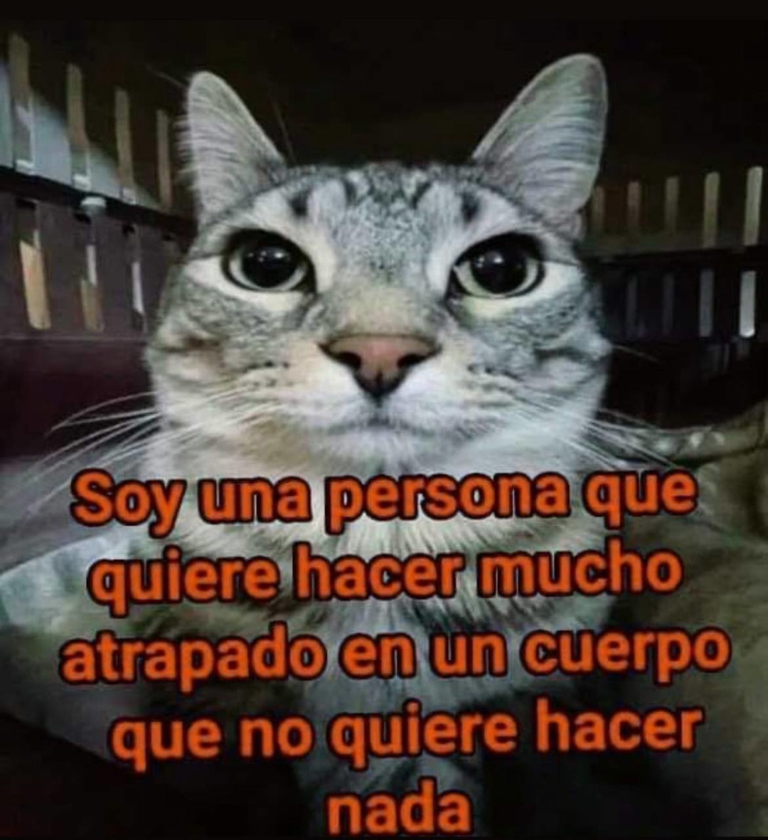 Mi alma quiere éxito pero mi cuerpo solo quiere siesta - meme