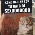 gato sexo