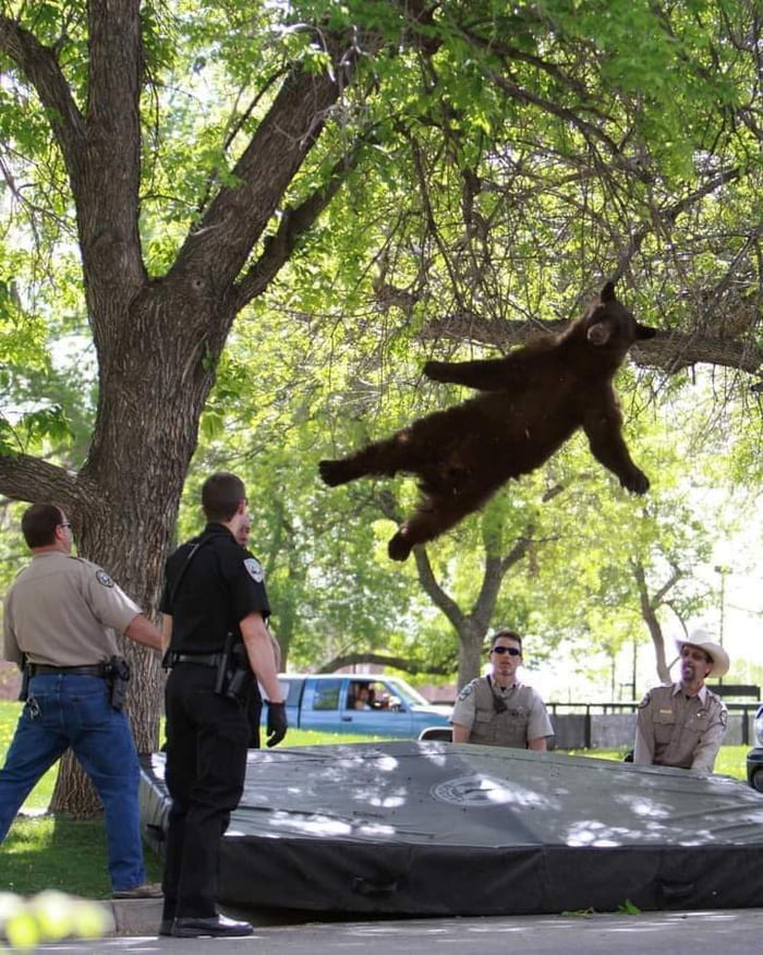 Bear falling from a tree after being hit with a tranquilizer gun. - meme
