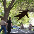 Bear falling from a tree after being hit with a tranquilizer gun.