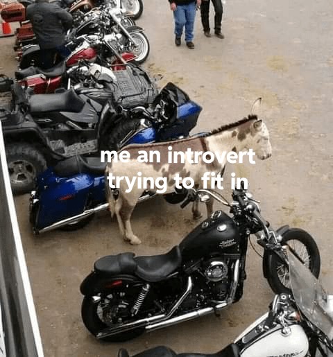 Me and introvert - meme