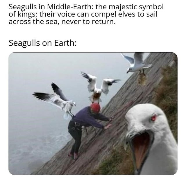 Middle-Earth seagull: majestic. Earth seagull: crime in feathers - meme
