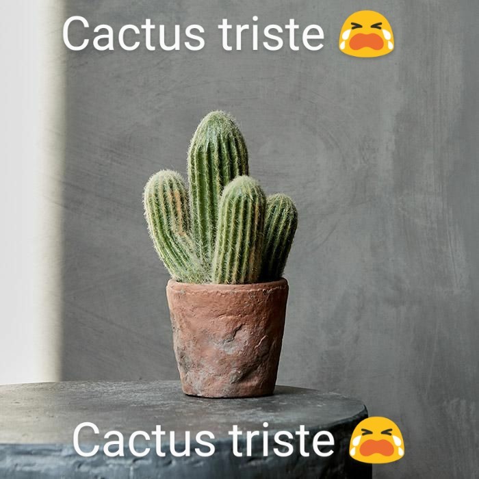Cactus triste  - meme
