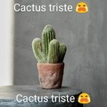Cactus triste 