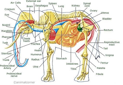 Esta es la anatomía de los elefantes - meme